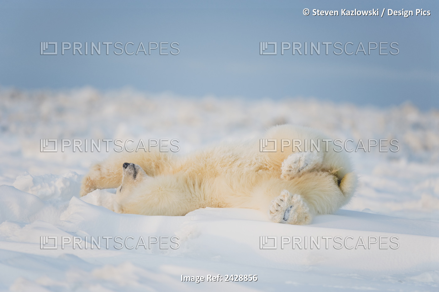 Polar Bear (Ursus Maritimus), Young Bear Rests On The Newly Frozen Pack Ice, ...