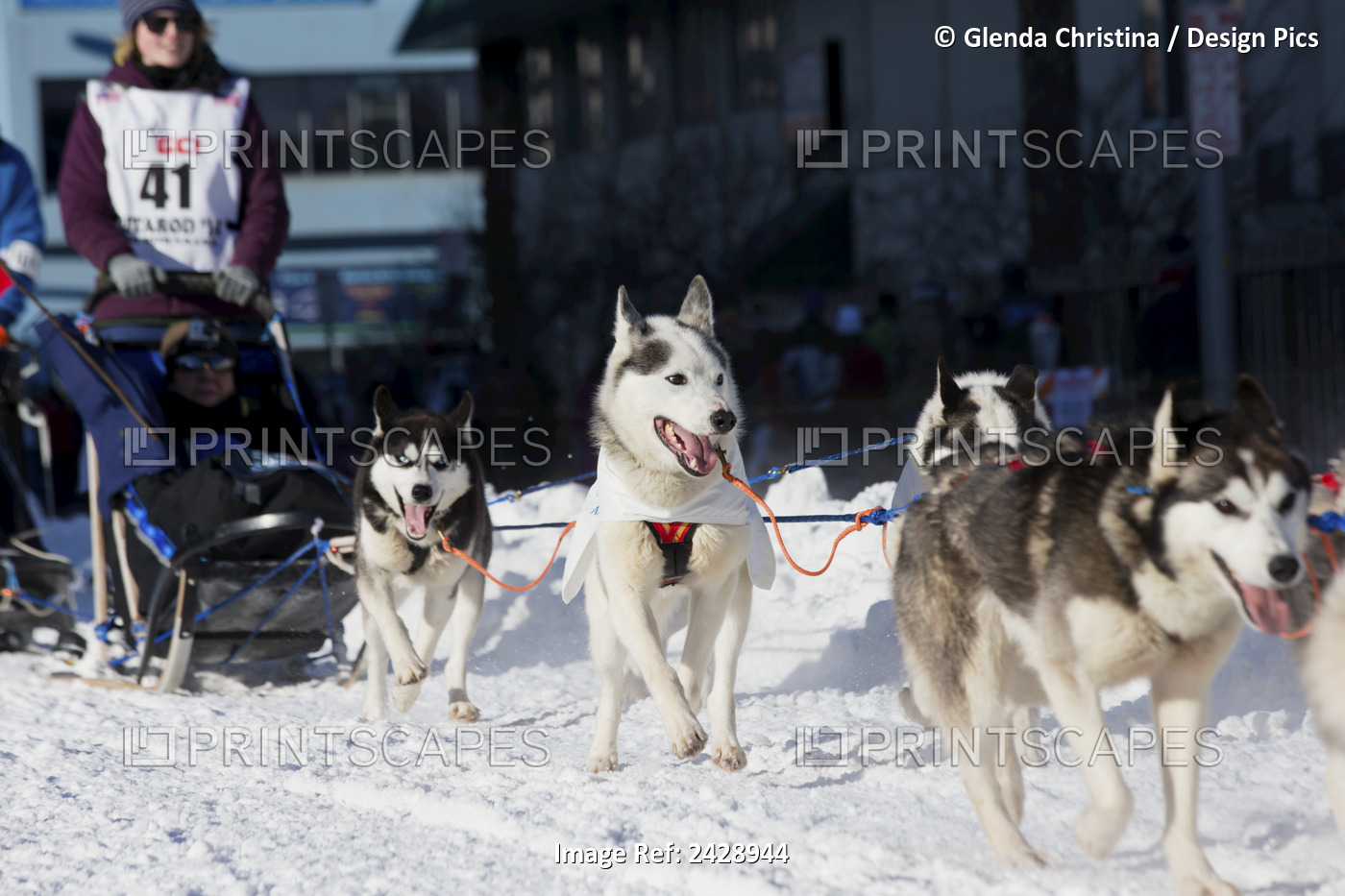 Musher Lisbet Norris #41 Drives Her Dogsled Team Through Anchorage During The ...