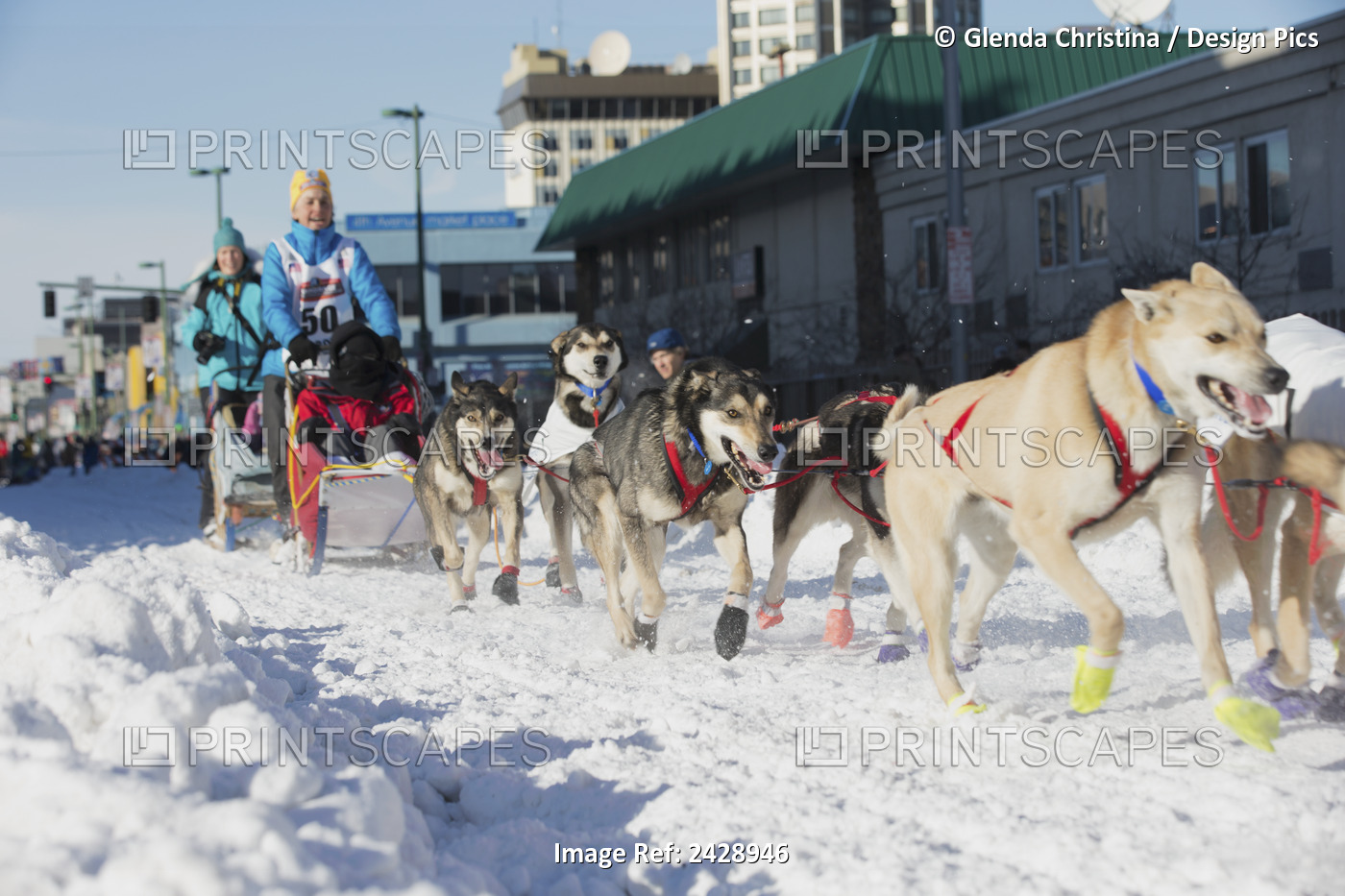 Canadian Musher Mercelle Fressineau #50 Departs Downtown Anchorage During The ...