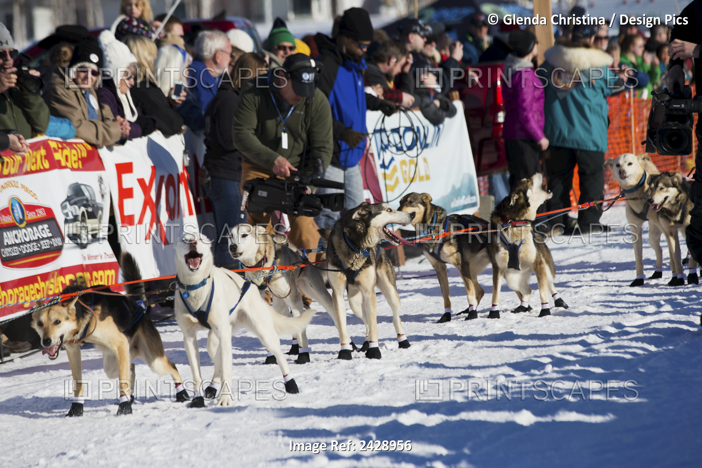 Gus Guenther's Dog Team In The Chute At The Restart Of The 2014 Iditarod, ...