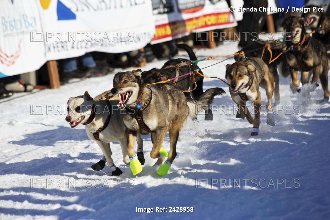 Dog Team Race Through The Chute At The 2014 Iditarod Restart, Willow, Alaska