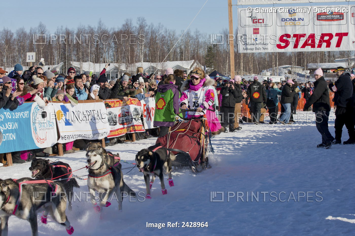 Deedee Jonrowe Leaves The Chute At The Restart Of The 2014 Iditarod In Willow, ...