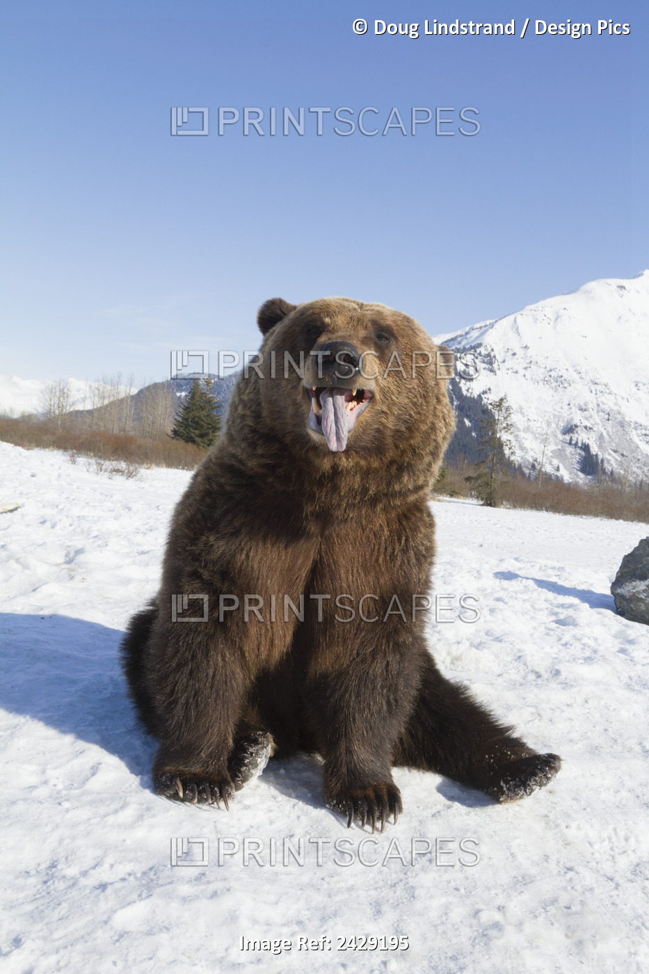 Captive Adult Brown Bear In Snow At The Alaska Wildlife Conservation Center In ...