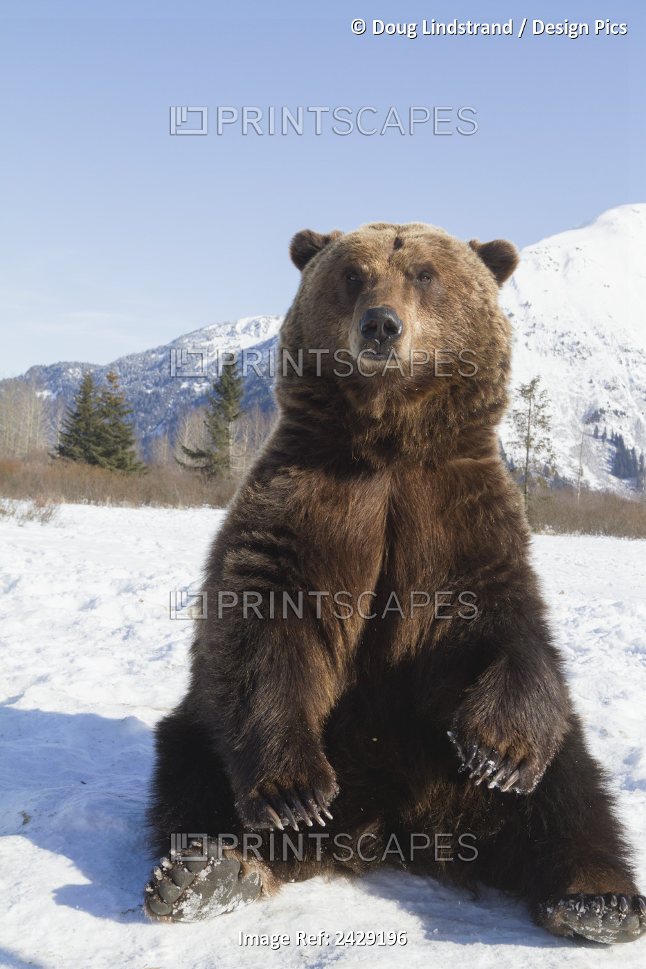 Captive Adult Brown Bear In Snow At The Alaska Wildlife Conservation Center In ...