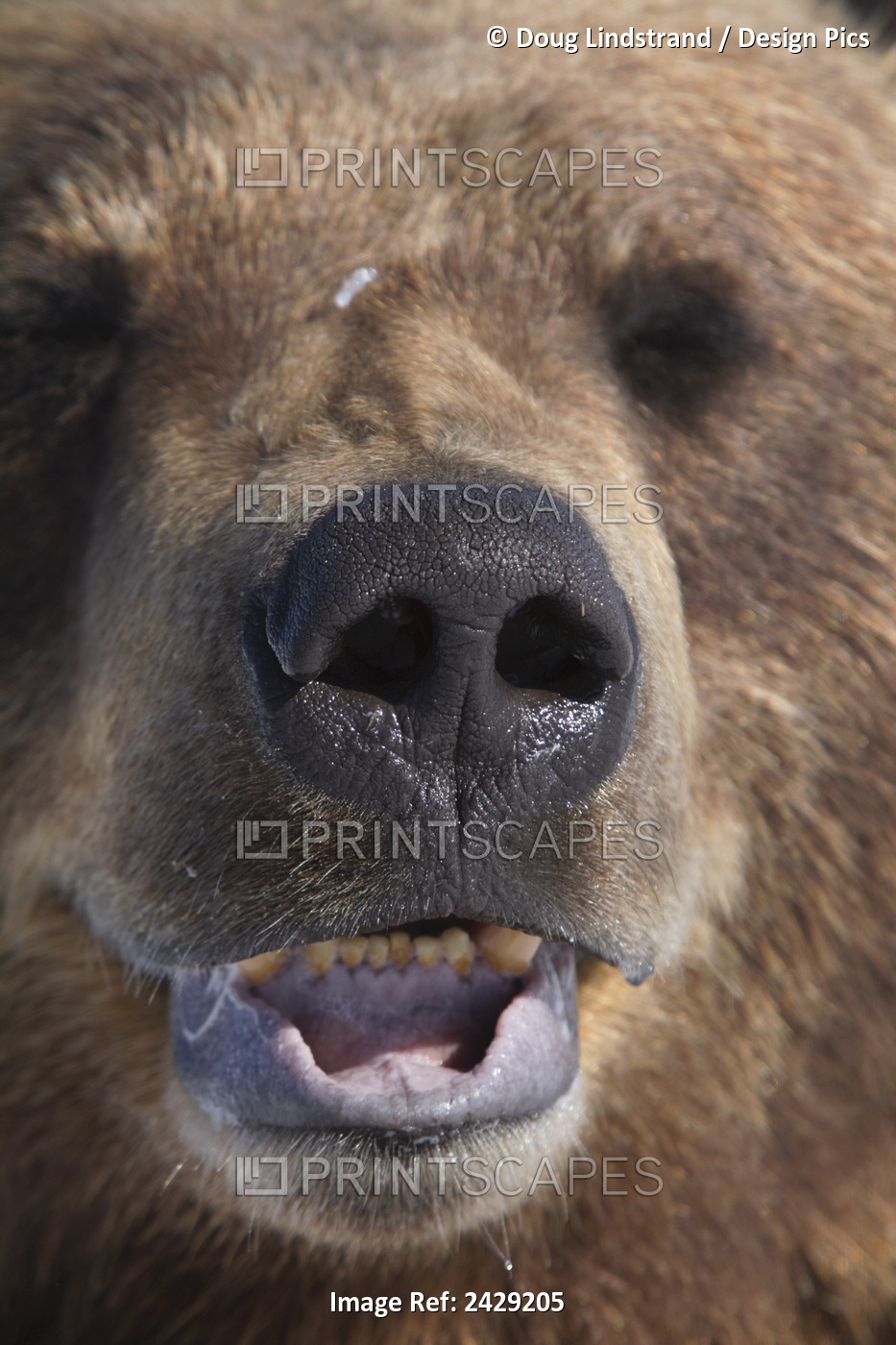 Captive Mature Brown Bear At The Alaska Wildlife Conservation Center In Portage ...