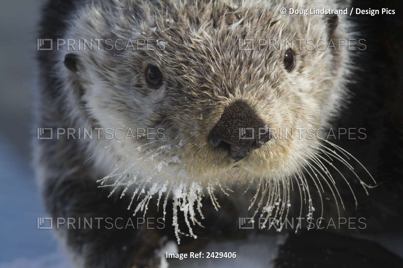 Sea Otter In Whittier, Alaska. Winter. Otters. Southcentral Alaska. Face And ...