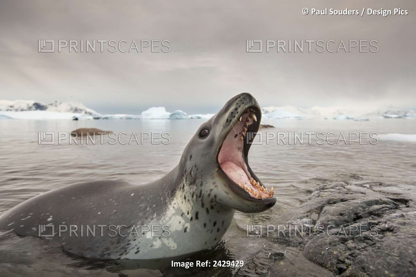 Antarctica, Cuverville Island, Leopard Seal (Hydrurga Leptonyx) Bares Teeth ...