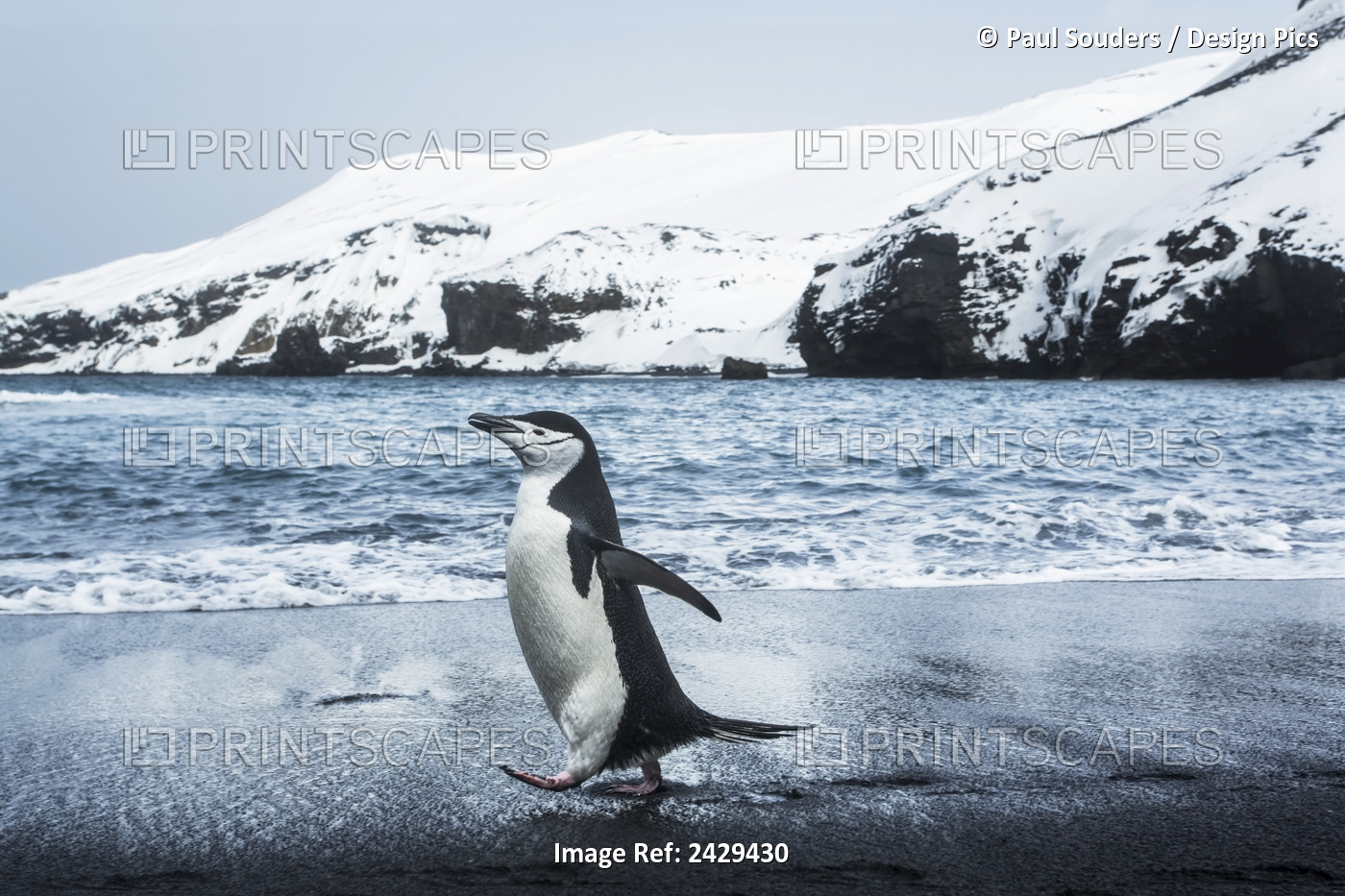 Antarctica, South Shetland Islands, Chinstrap Penguin (Pygoscelis Antarcticus) ...