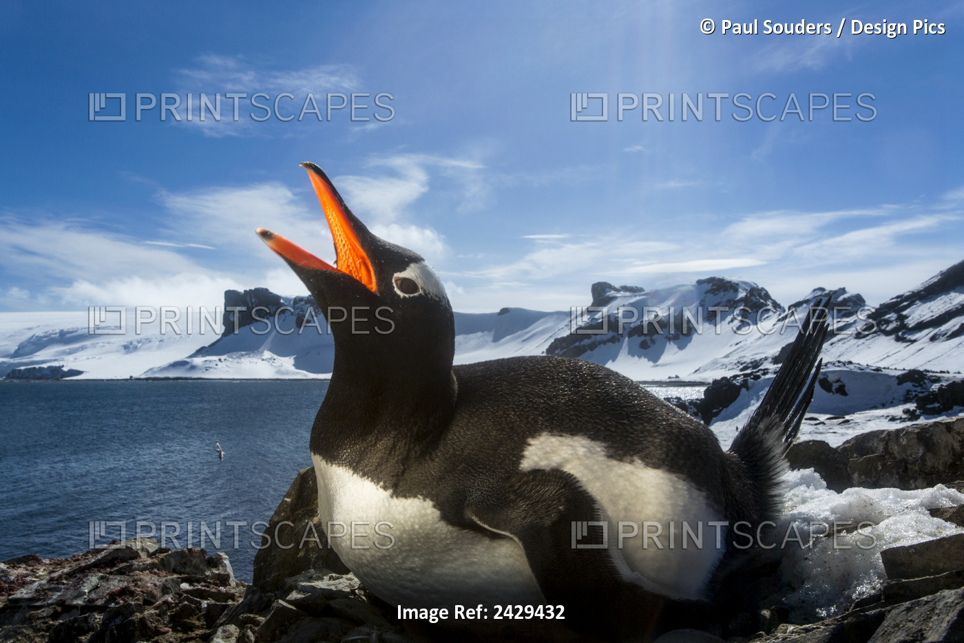 Antarctica, Livingstone Island, Flash Illuminated Portrait Of Gentoo Penguin ...