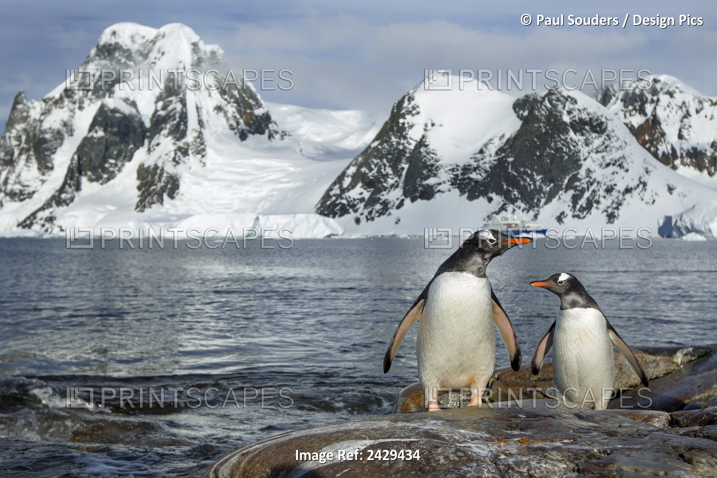 Antarctica, Petermann Island, Gentoo Penguins (Pygoscelis Papua) Standing On ...