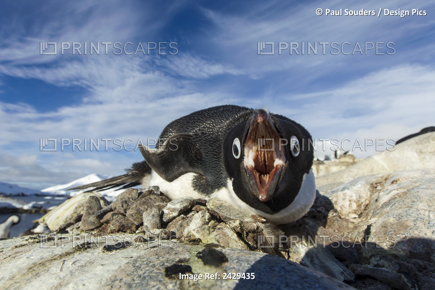 Antarctica, Petermann Island, Adelie Penguin (Pygoscelis Adeliae) Pecks At ...