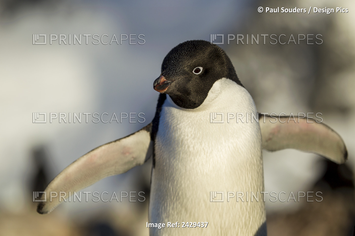 Antarctica, Petermann Island, Close-Up Of Adelie Penguin (Pygoscelis Adeliae) ...