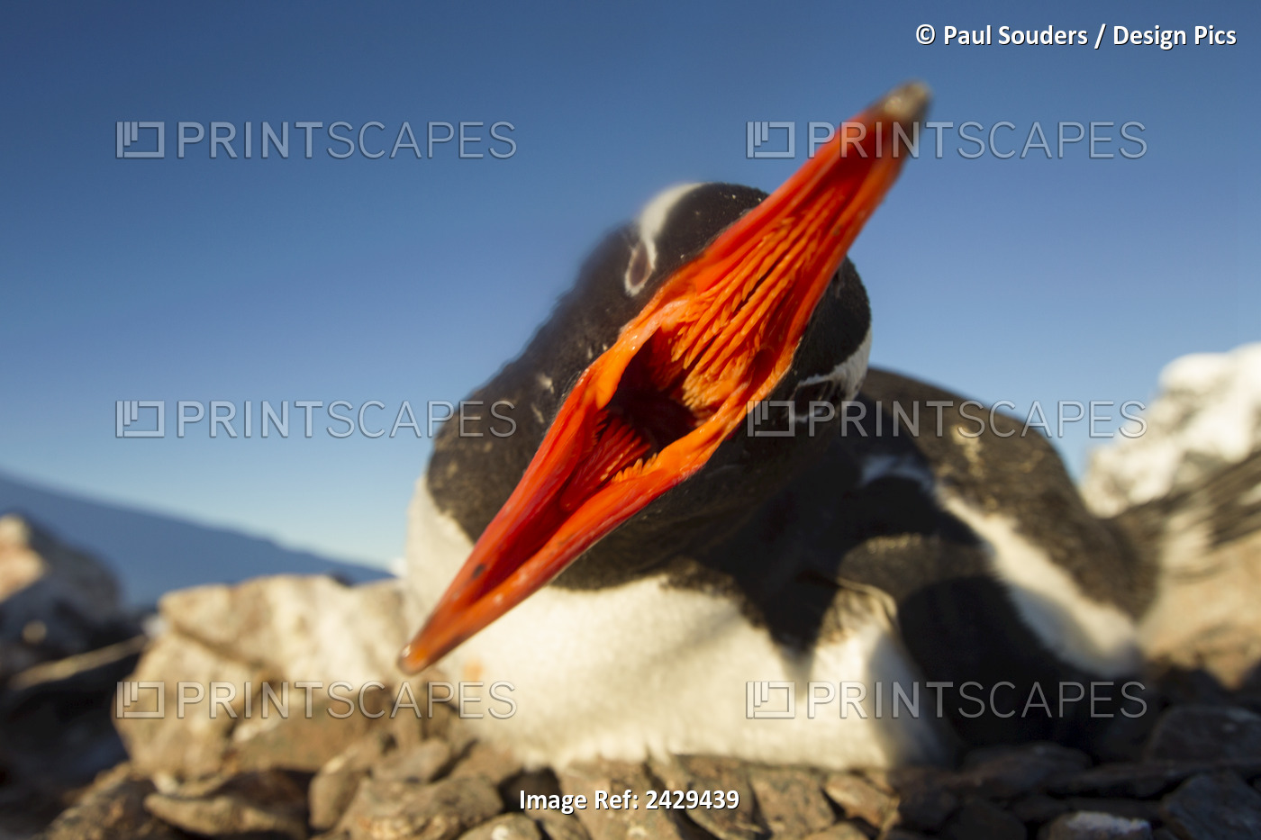 Antarctica, Petermann Island, Gentoo Penguin (Pygoscelis Papua) Pecks At Camera ...