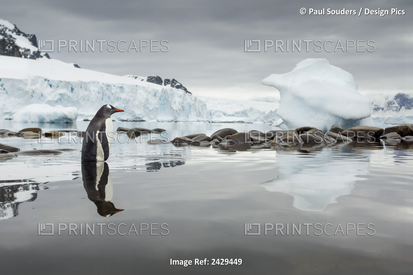 Antarctica, Cuverville Island, Gentoo Penguin (Pygoscelis Papua) Standing In ...