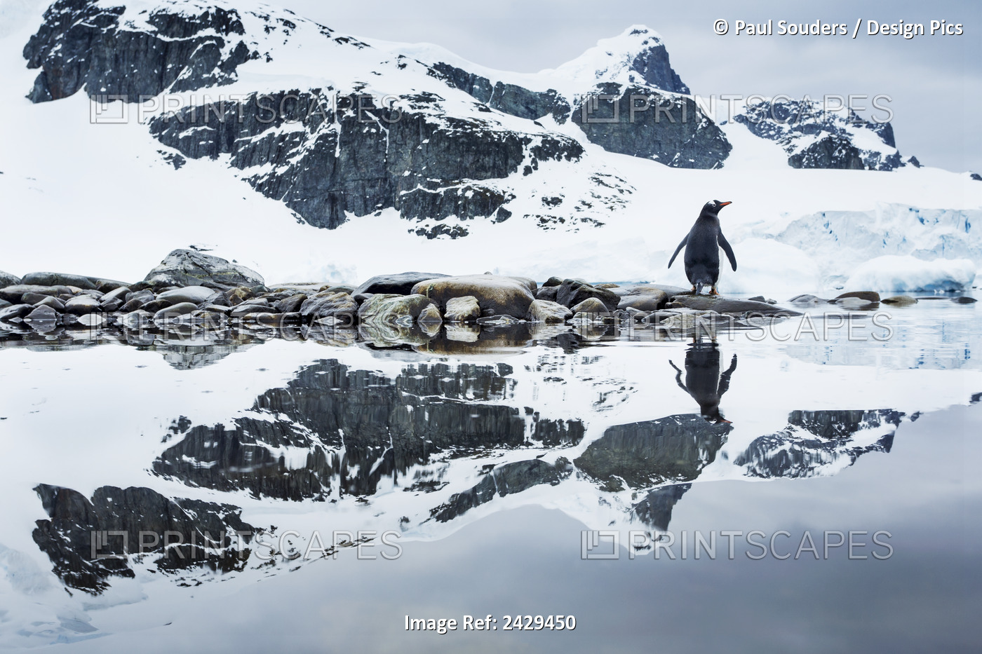 Antarctica, Cuverville Island, Gentoo Penguin (Pygoscelis Papua) Reflected In ...
