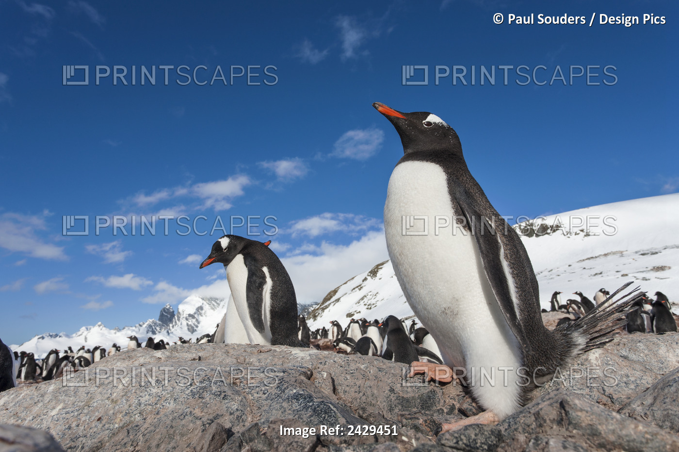 Antarctica, Cuverville Island, Gentoo Penguins (Pygoscelis Papua) Standing On ...
