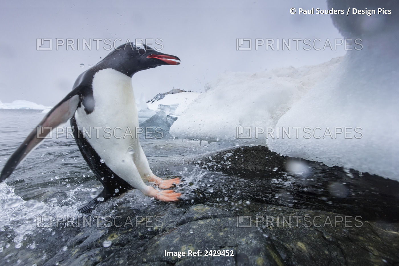 Antarctica, Cuverville Island, Gentoo Penguin (Pygoscelis Papua) Leaping From ...