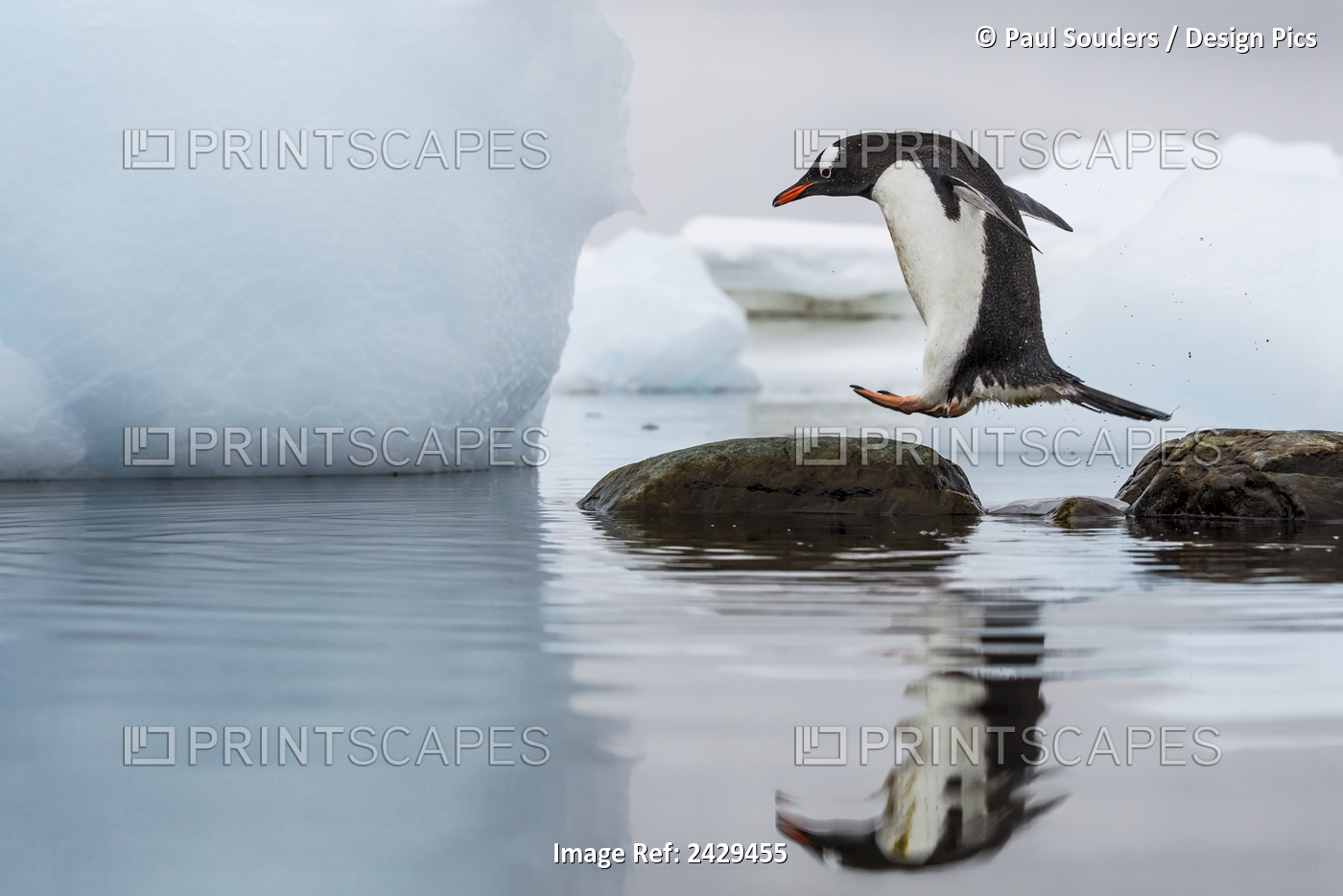 Antarctica, Cuverville Island, Gentoo Penguin (Pygoscelis Papua) Leaps Between ...