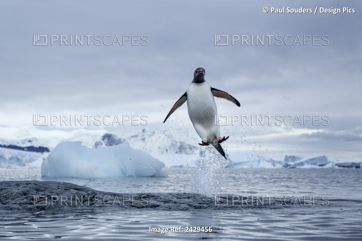 Antarctica, Gentoo Penguins(Pygoscelis Papua) Leaping From Water Along ...
