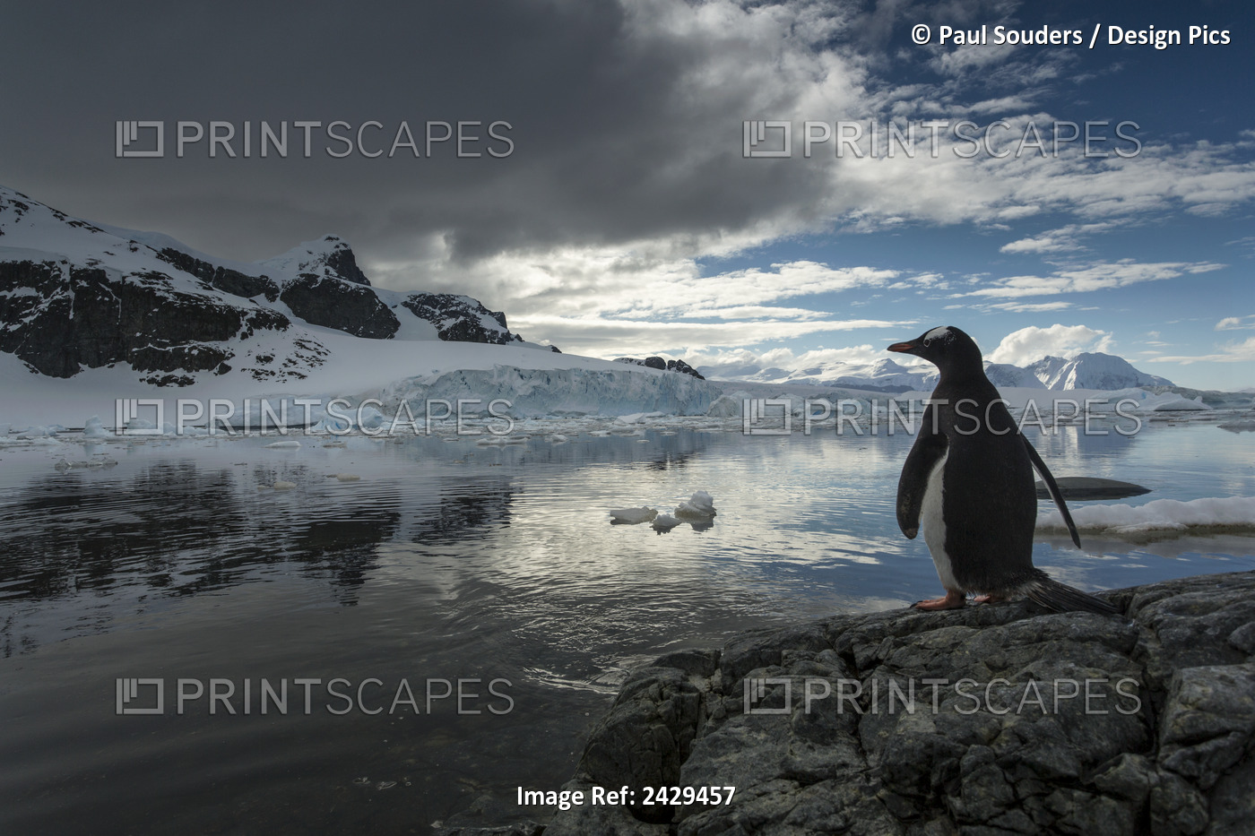 Antarctica, Cuverville Island, Silhouette Of Gentoo Penguin (Pygoscelis Papua) ...