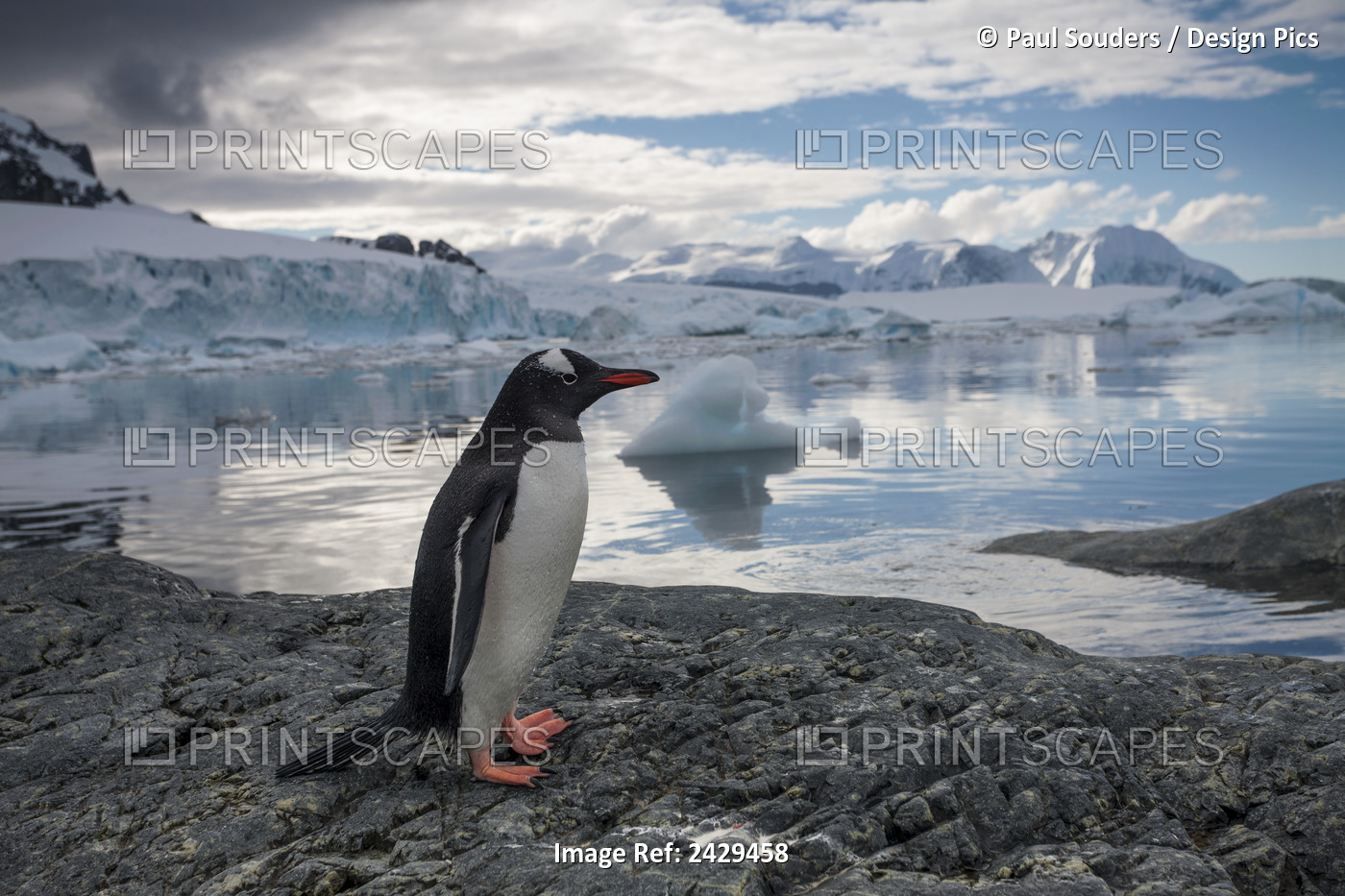 Antarctica, Cuverville Island, Gentoo Penguin (Pygoscelis Papua) Standing On ...