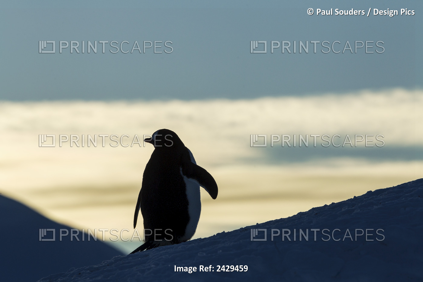 Antarctica, Anvers Island, Silhouette Of Gentoo Penguin (Pygoscelis Papua) ...