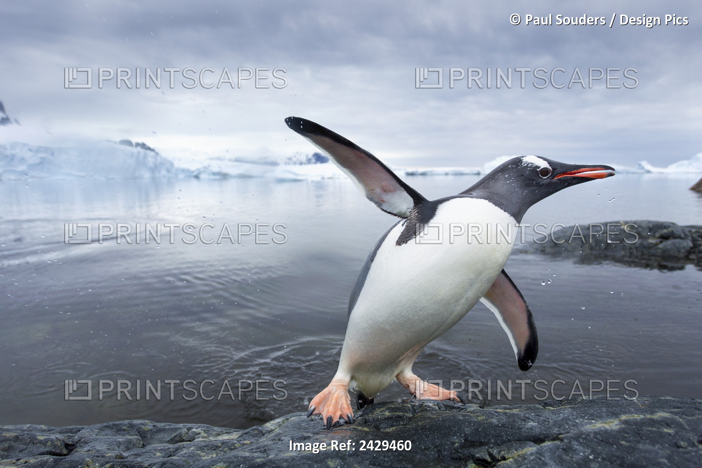 Antarctica, Cuverville Island, Gentoo Penguin (Pygoscelis Papua) Leaping From ...