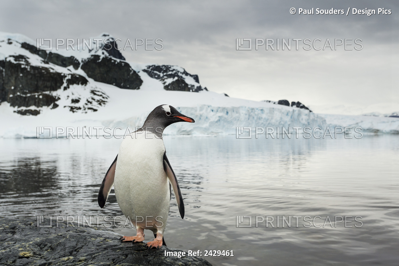 Antarctica, Cuverville Island, Gentoo Penguin (Pygoscelis Papua) Standing In ...