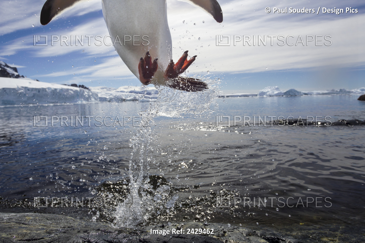 Antarctica, Cuverville Island, Gentoo Penguin(Pygoscelis Papua) Leaping From ...