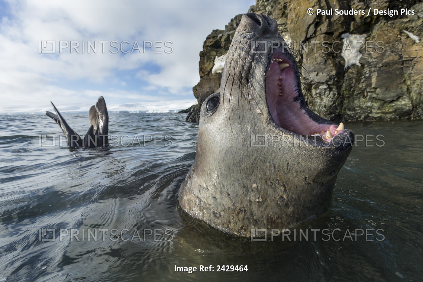Antarctica, Elephant Seal (Mirounga Leonina) Bellows While Swimming In Shallows ...