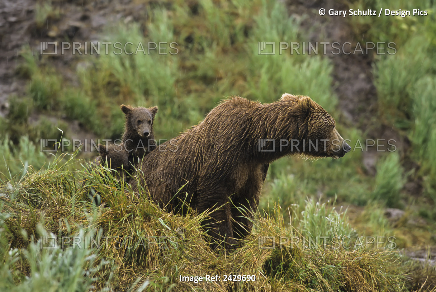 Brown Bear (Ursus Arctos) Cubs Sitting By The Side Of Mother On Grassy Hillside ...