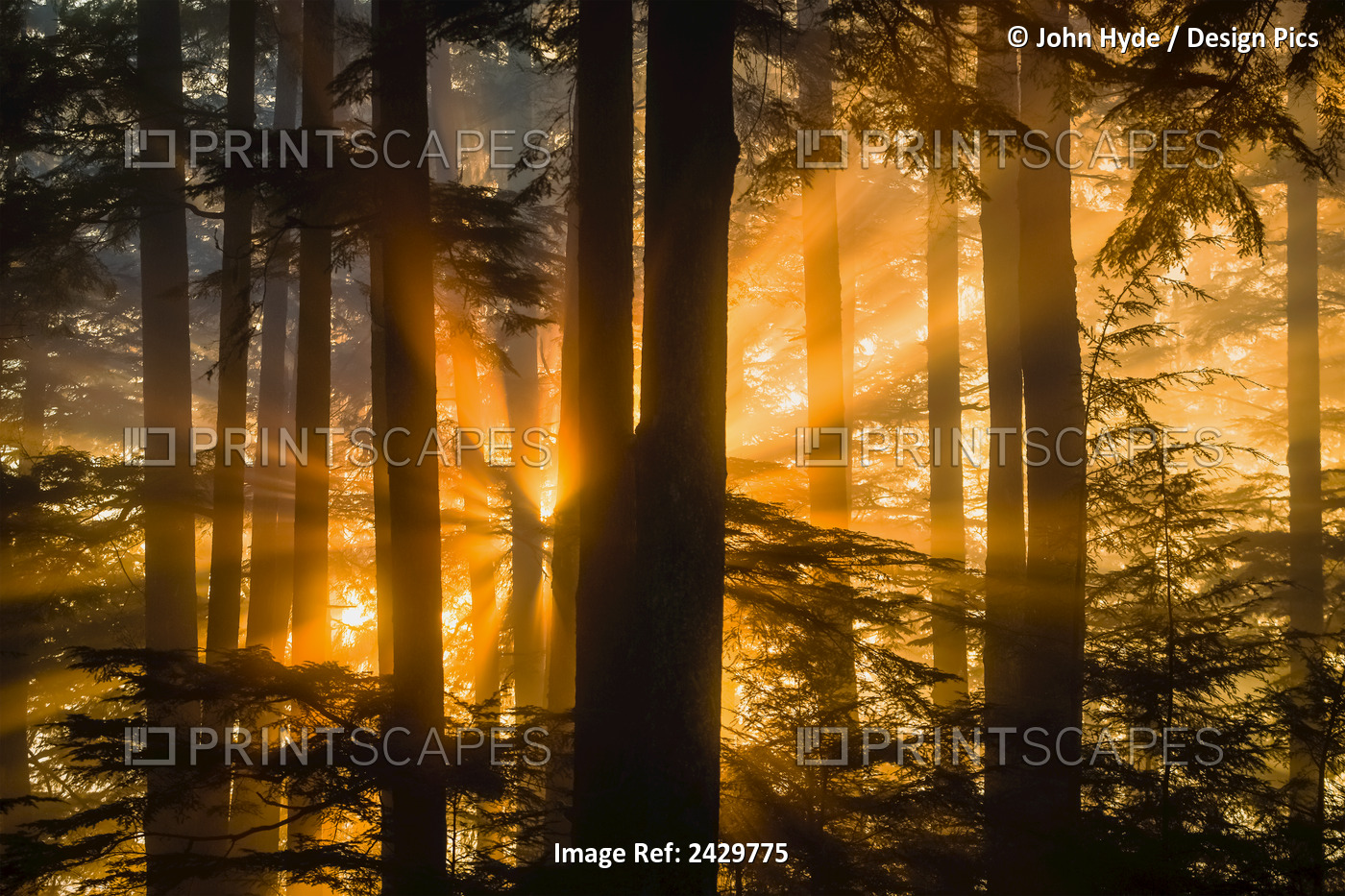 Sunrays Peak Through Fog And The Trees Of The Tongass National Forest, Juneau, ...