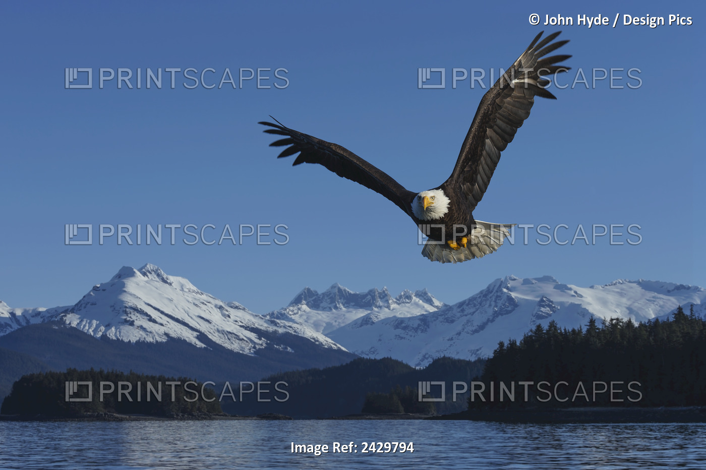 Composite: A Bald Eagle Soars Against A Blue Sky In Auke Bay Near Juneau, ...