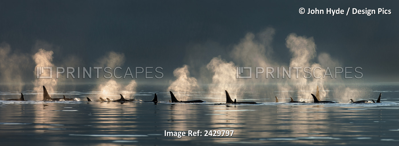 A Group Of Orca (Killer) Whales Come To The Surface On A Calm Day In Lynn ...