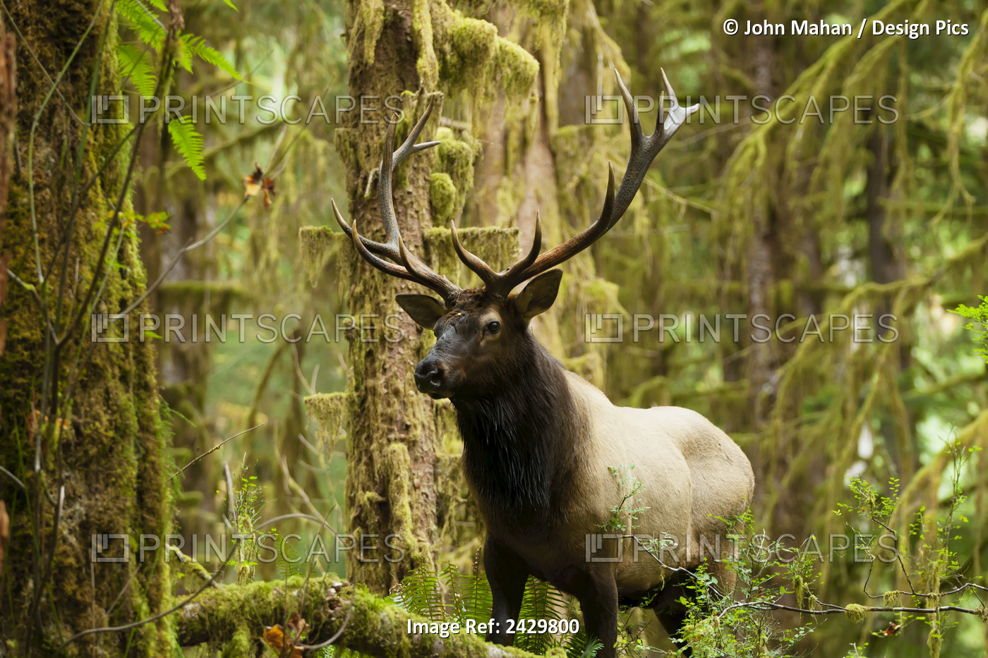 Close Up Of An Bull Roosevelt Elk In The Hoh Rainforest, Olympic Peninsula, ...