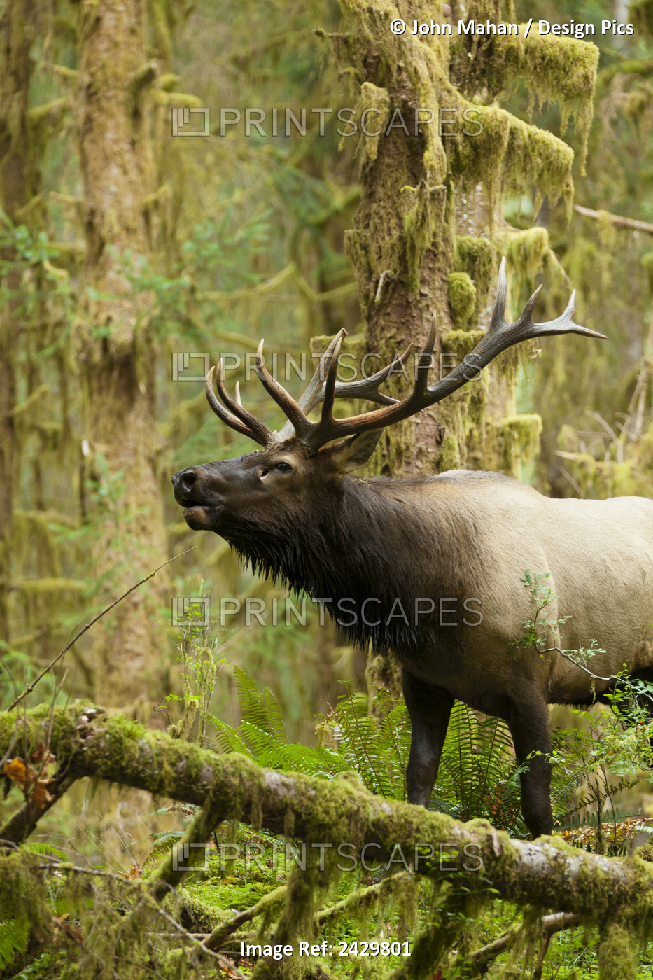 Close Up Of An Bull Roosevelt Elk Bugling In The Hoh Rainforest, Olympic ...
