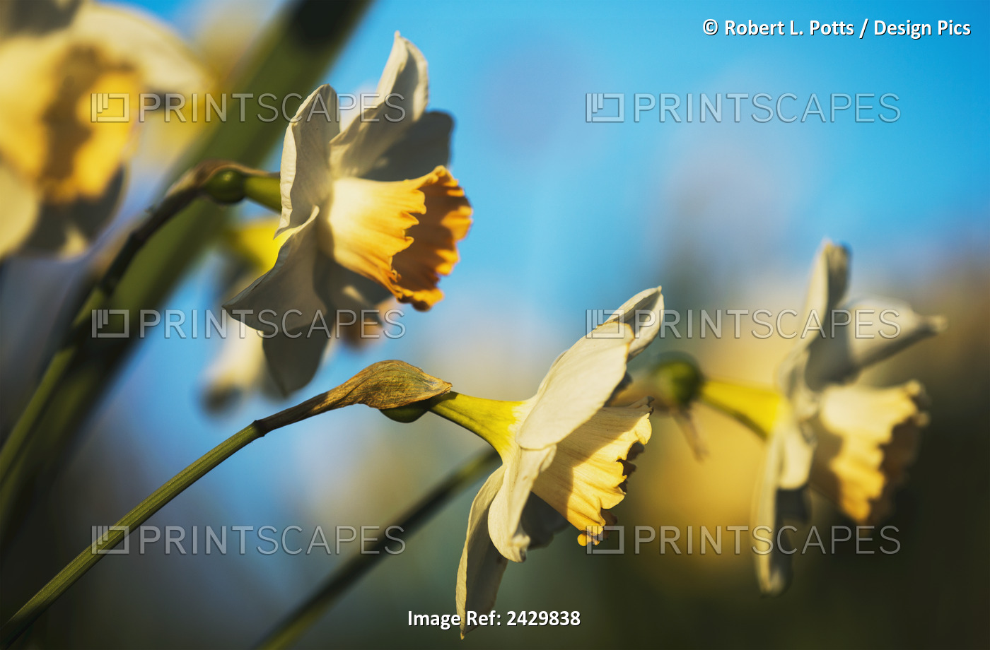 Daffodils In Bloom; Astoria, Oregon, United States Of America