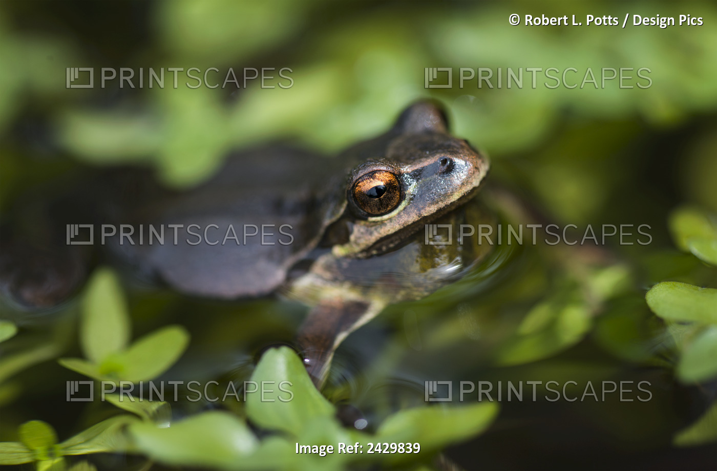 Pacific Tree Frog (Pseudacris Regilla) In A Pond; Astoria, Oregon, United ...