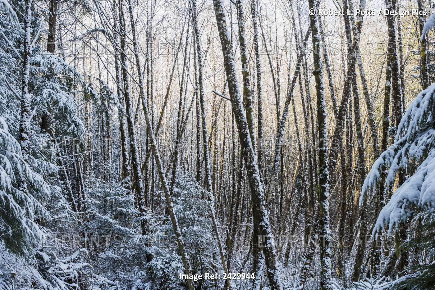 Snow Falls On The Alders; Astoria, Oregon, United States Of America