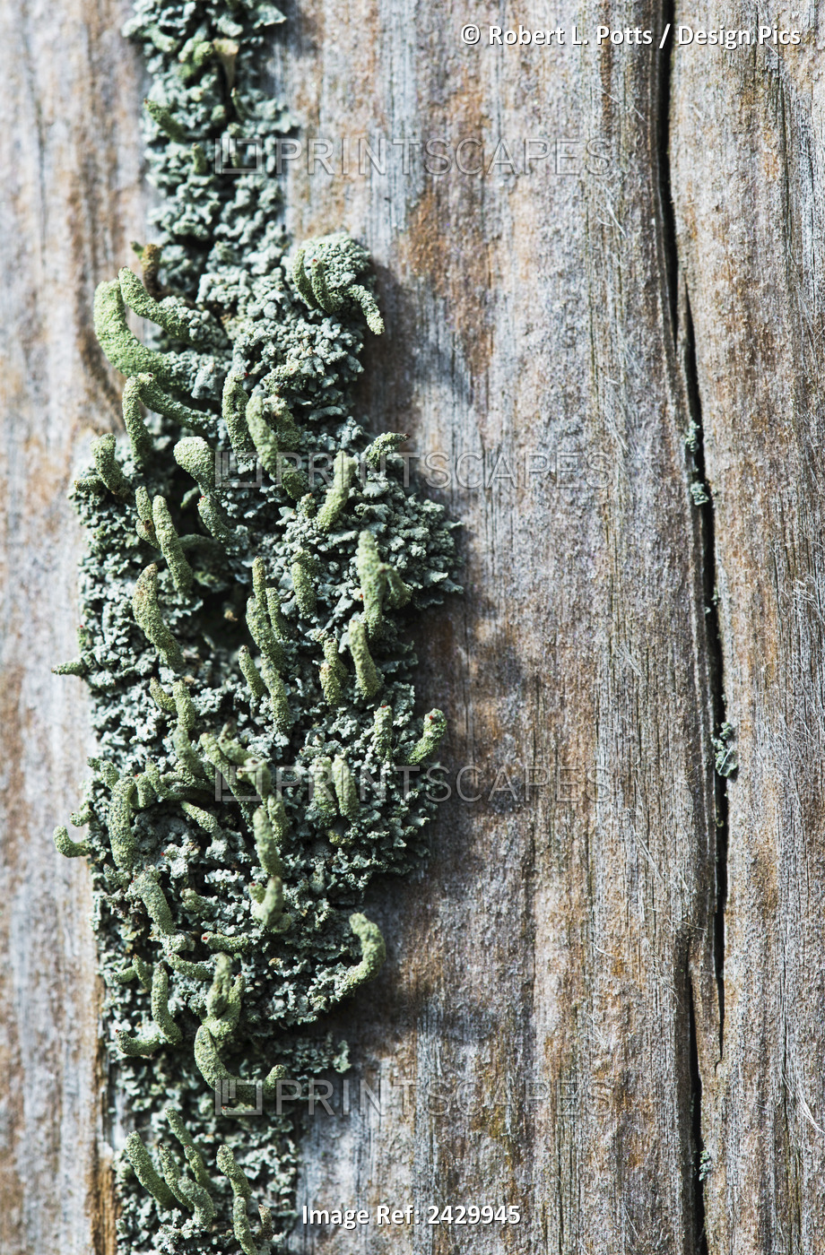 Lichen Grow On A Fence Post; Astoria, Oregon, United States Of America