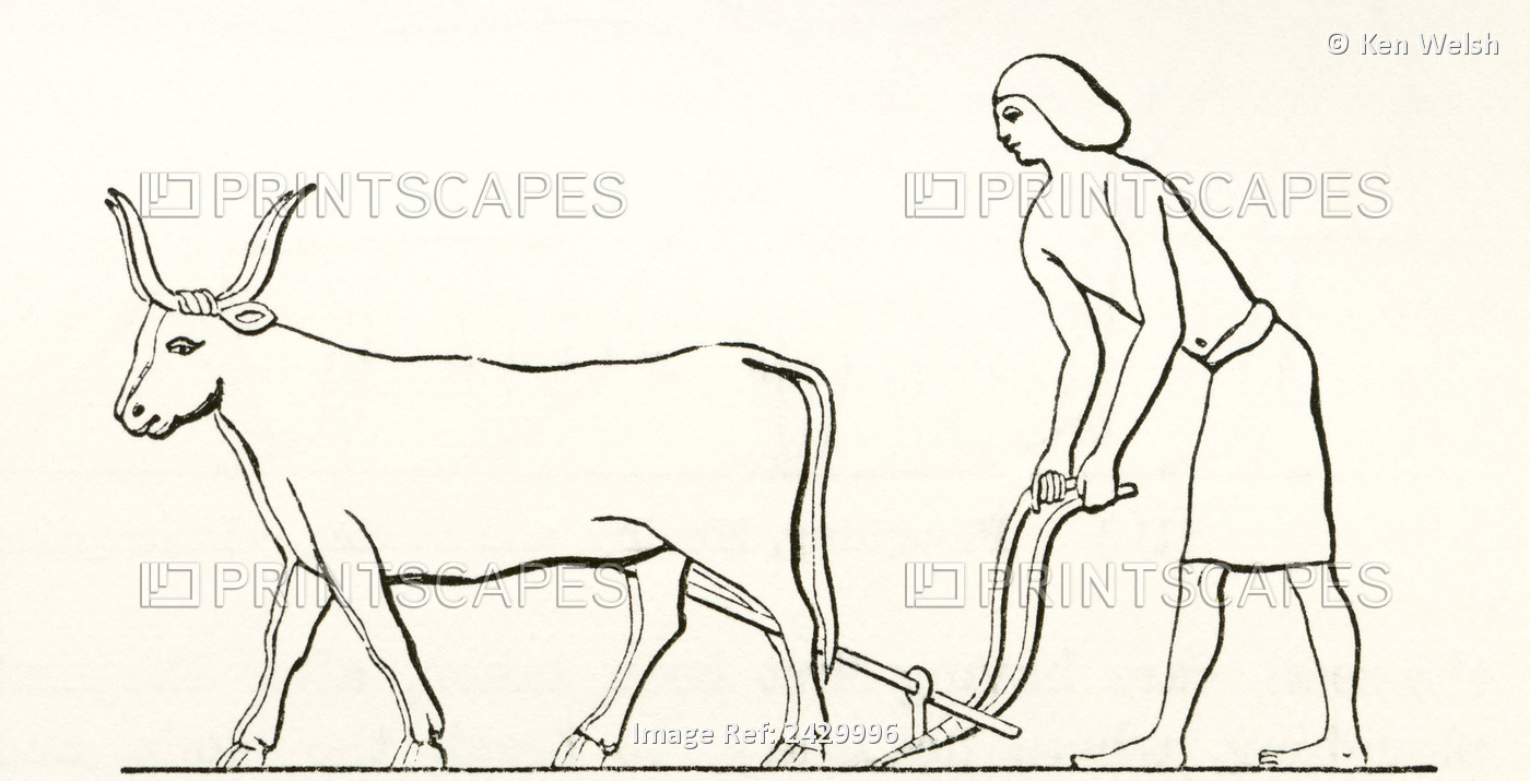 Ploughing With Oxen In Ancient Egypt. From The Imperial Bible Dictionary, ...