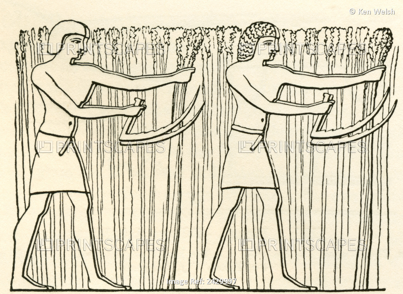 Reaping In Ancient Egypt. From The Imperial Bible Dictionary, Published 1889.