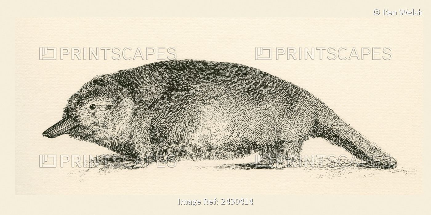 Australian Duck-Billed Platypus. Ornithorhynchus Anatinus. From The National ...
