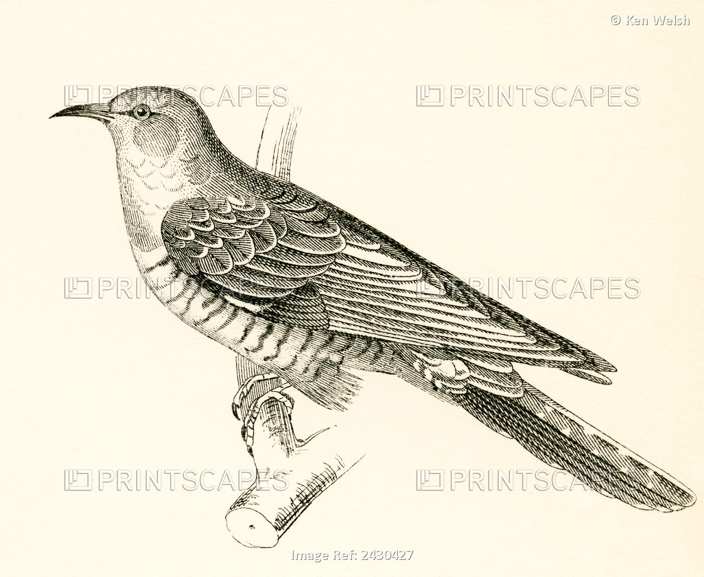 The Common Cuckoo, Cuculus Canorus. From The National Encyclopaedia, Published ...