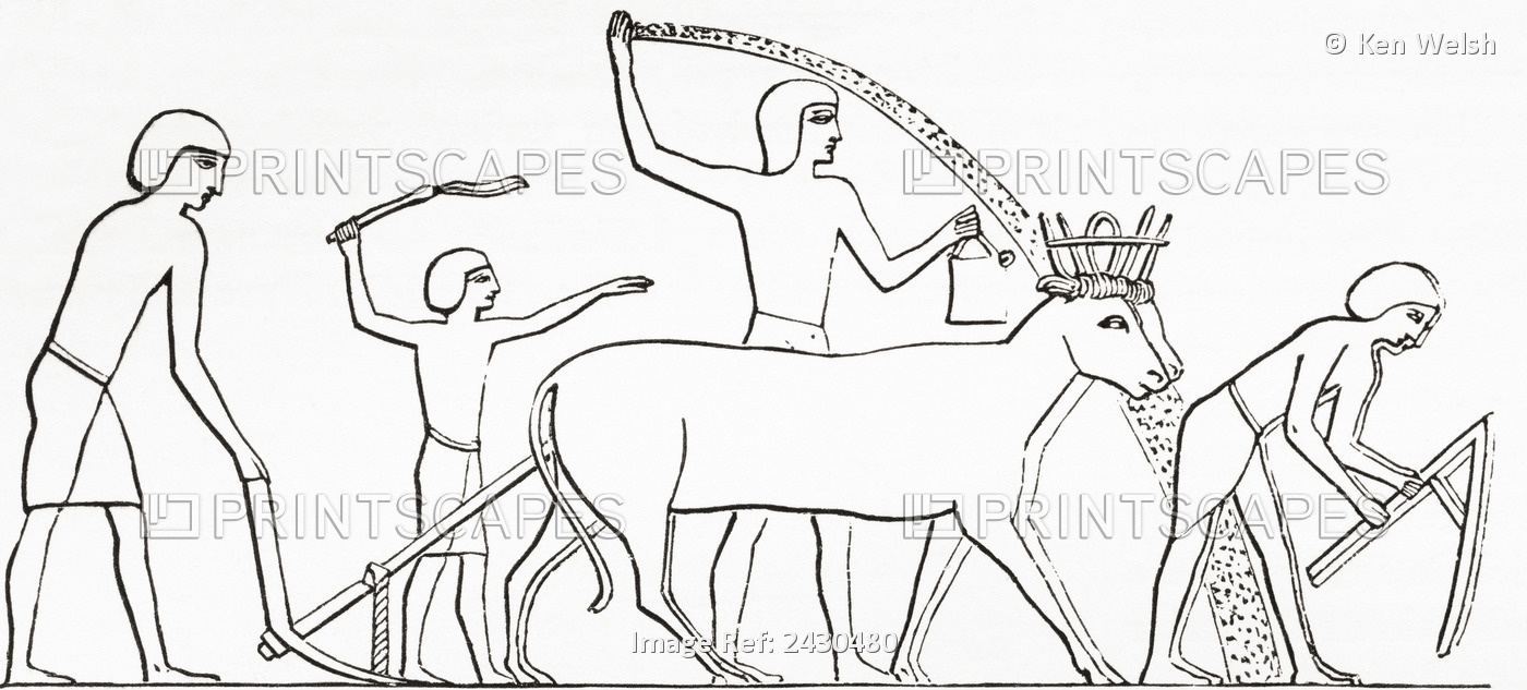 Ploughing, Hoeing And Sowing With Animals In Ancient Egypt. From The Imperial ...