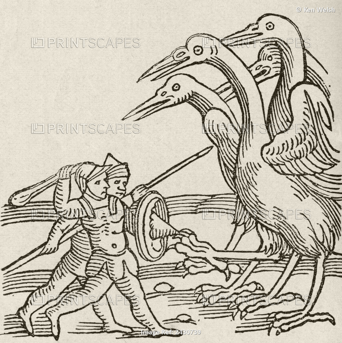 Fight Between Pygmies And Cranes. A Story From Greek Mythology. From The Strand ...