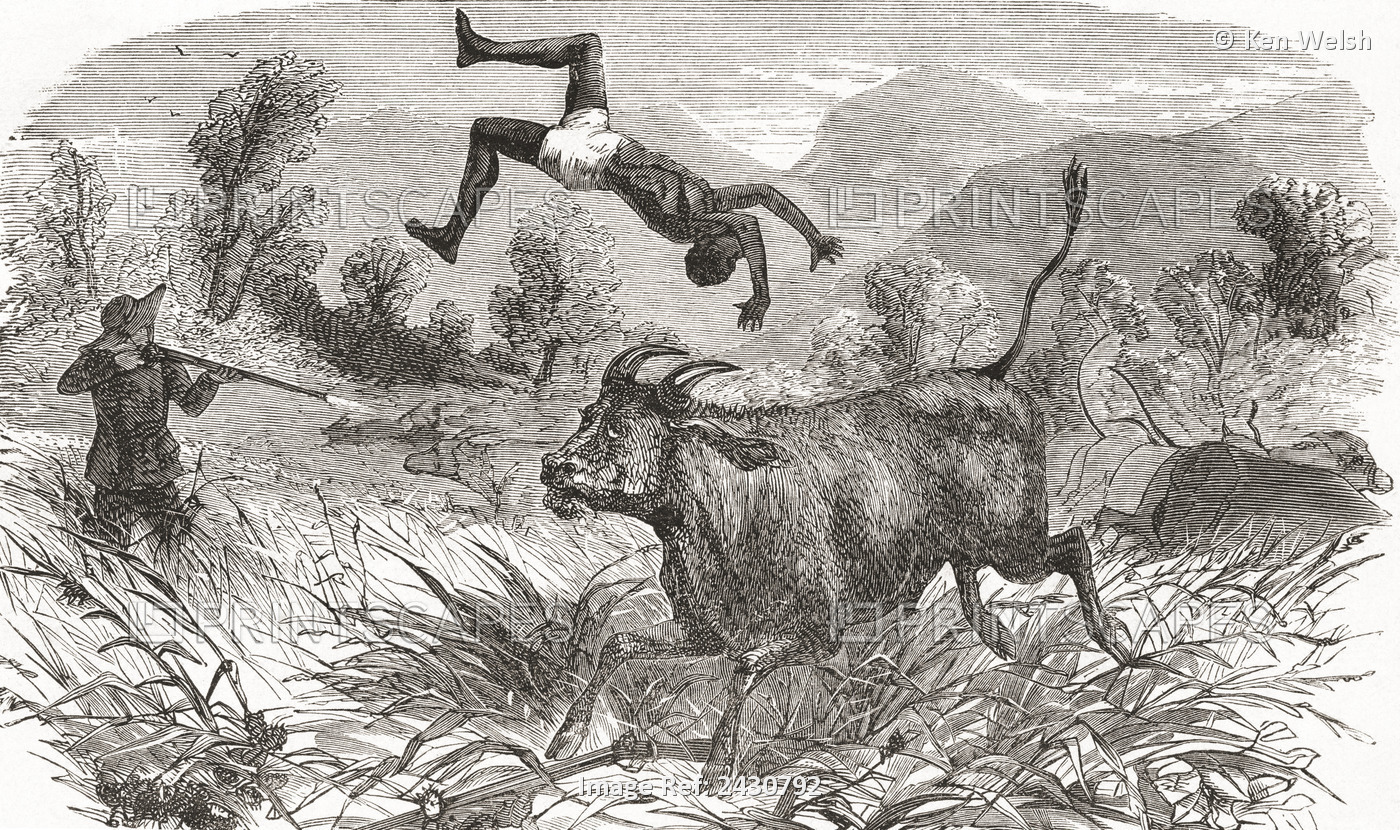 Hunting Buffalo In Africa In The Nineteenth Century. From El Museo Popular, ...