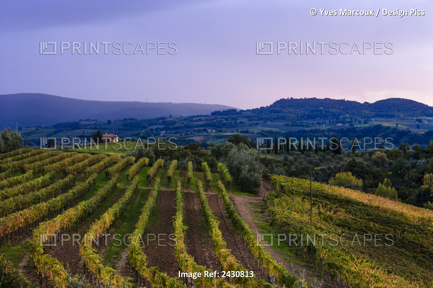 Wine Grape Vineyard, Near Ulignano; Tuscany, Italy