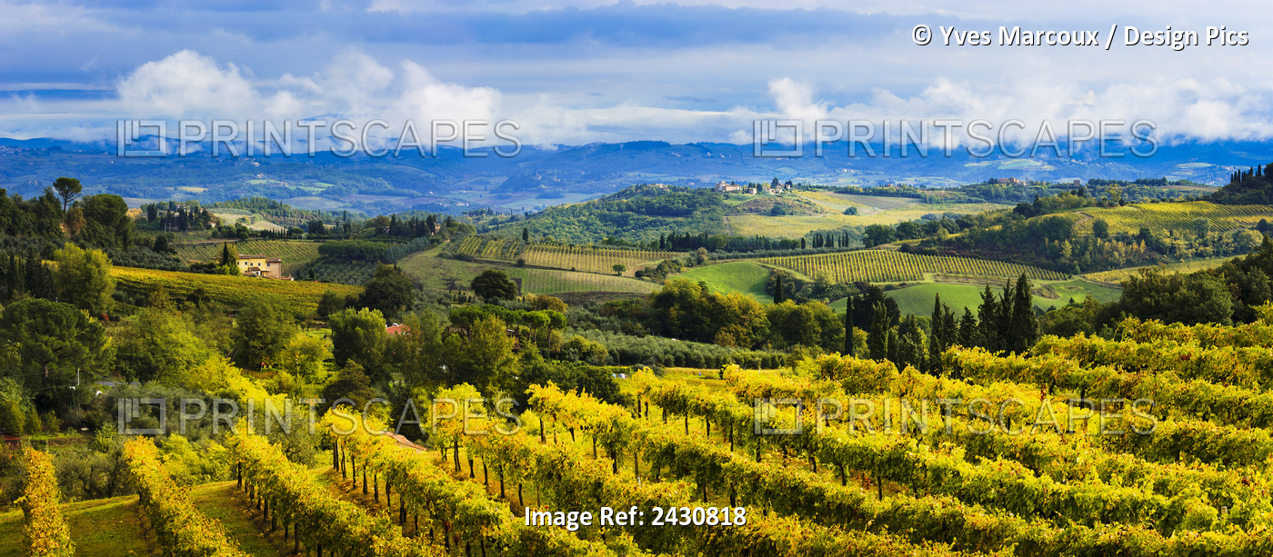 Vineyard; San Gimignano, Tuscany, Italy