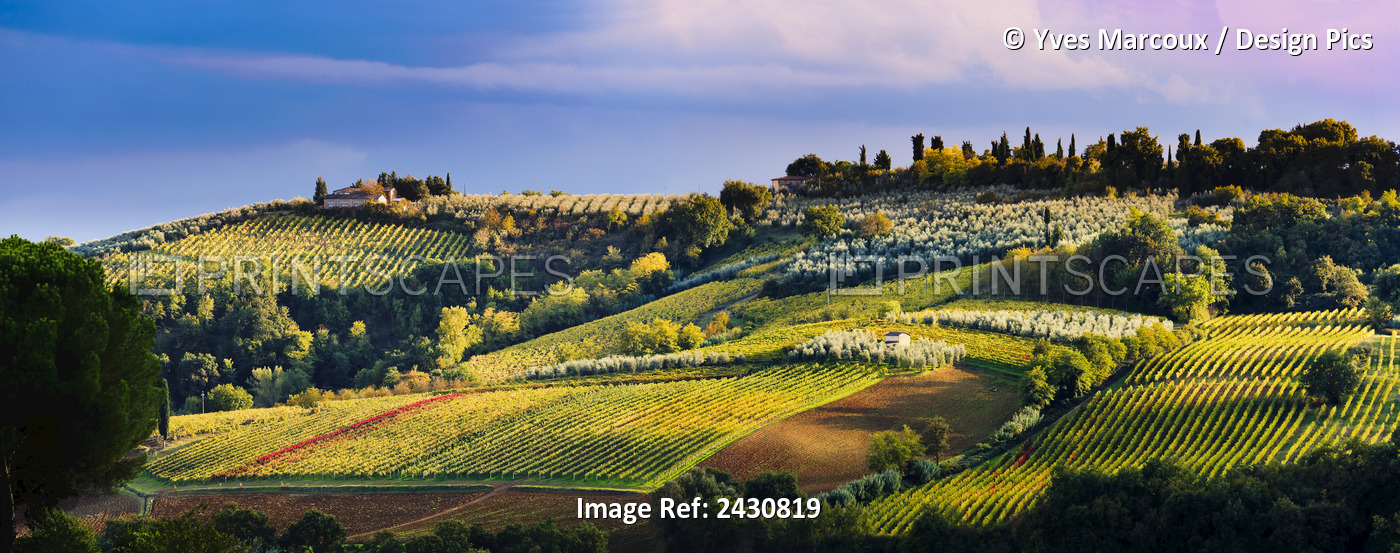 Vineyard, Near San Gimignano; Tuscany, Italy